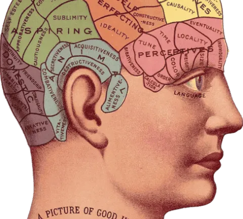 cerveau