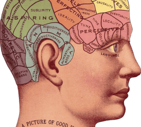cerveau