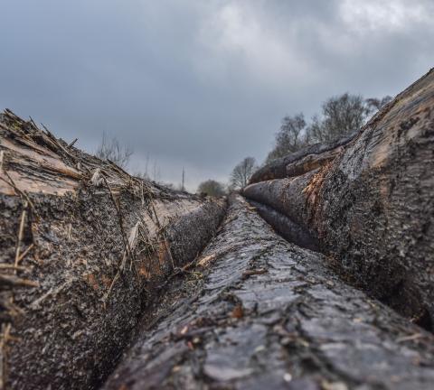 Déforestation