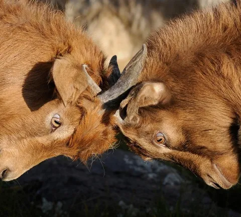 Intelligence-economique_competitivite-entreprises_EGE