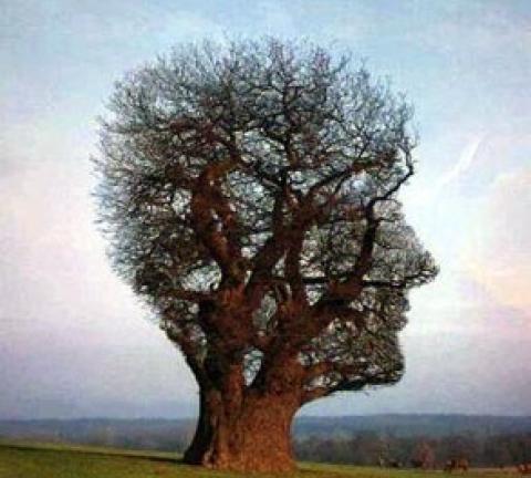 arbre_connaissance.jpg