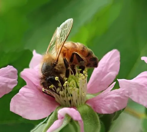 bees-4003580__340.jpg