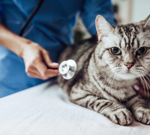 La polémique générée par le groupe Mars dans les cliniques vétérinaires