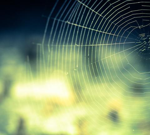 cobweb-959578_960_720.jpg