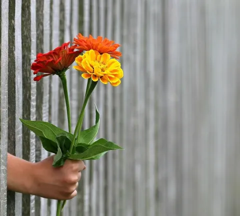 Fleurs offensive Amsterdam