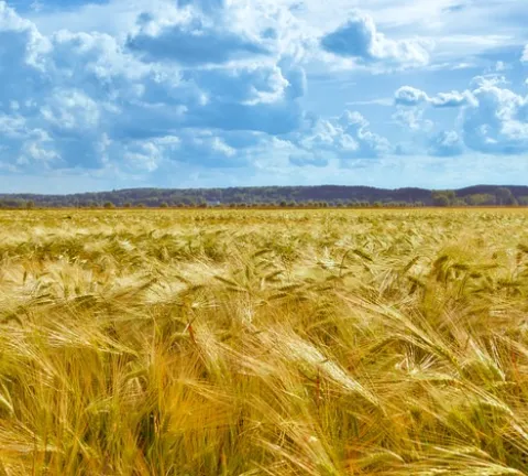 céréales