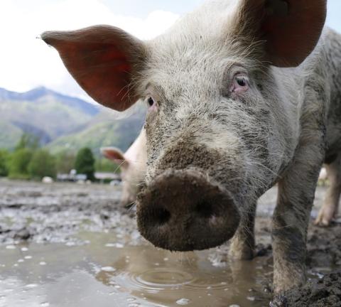 pig-752555_960_720.jpg