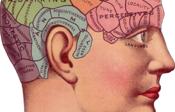cerveau