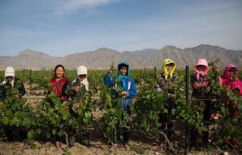 vignoblechinois