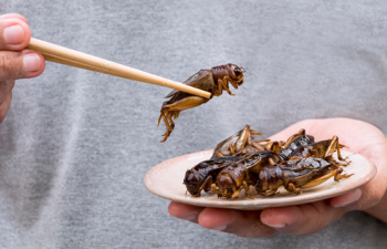insectes