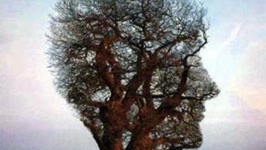 arbre_connaissance.jpg