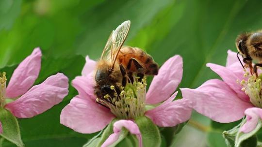 bees-4003580__340.jpg