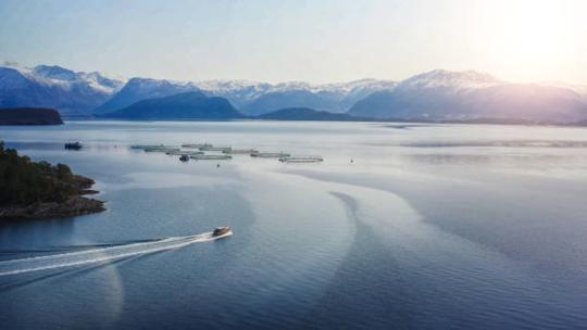 Fjord norvegien élevage du saumon