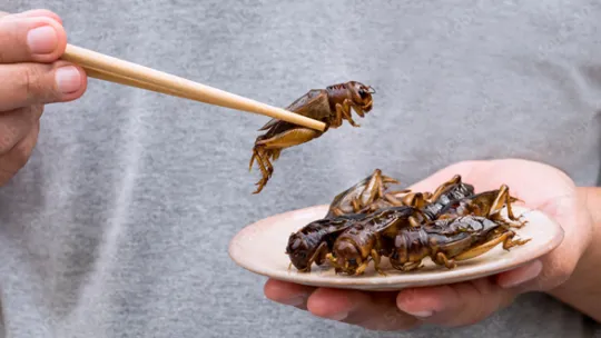 insectes