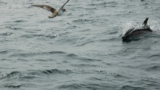 seagull-1106581_960_720.jpg